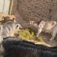 بزغاله کوچک.|حیوانات مزرعه|قزوین, |دیوار