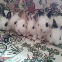 خرگوش کوچولو|موش و خرگوش|وحیدیه, |دیوار