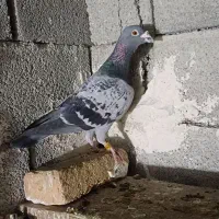 دوتا کبوتر دوبر نر عالی