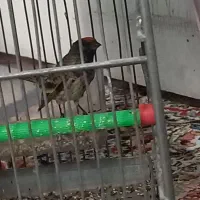 سهره گلبسر هم دهن خودش هم سهره|پرنده|تهران, خلیج فارس|دیوار