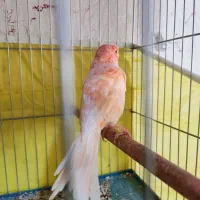 فروش یک جفت قناری  4/000