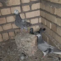کبوتر پلاکی و دمگیر