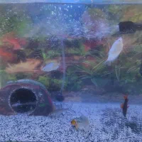 آکواریوم شیشه خم|ماهی|زنجان, |دیوار