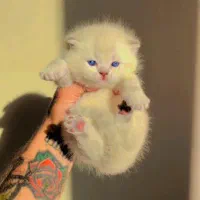 اسکاتیش وایت پاستیل صورتی|گربه|تهران, تهرانپارس غربی|دیوار