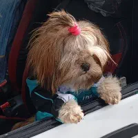 سگ. شیتزو|سگ|سنندج, |دیوار