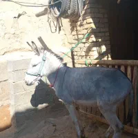 دوعدد الاغ نر و ماده جوان|حیوانات مزرعه|قره چای, |دیوار