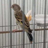 سهره نروماده .جوجه سهره وسهره قناری وگلبسرقناری