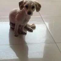 سگ گمشده کیانمهر کرج