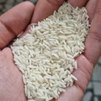 برنج طارم اصل و درجه یک خرید مستقیم از کشاورز