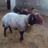 قوچ افشار اصل