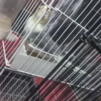 پرنده عروس هلندی|پرنده|آستانه اشرفیه, |دیوار