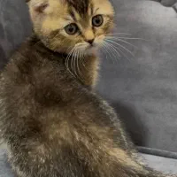 گربه اسکاتیش پسر