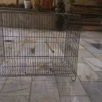 قفس