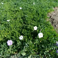 فروش نشا جعبه ای|گل و گیاه طبیعی|محلات, |دیوار