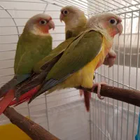 فروش طوطی گرینجیک بسیار زیبا
