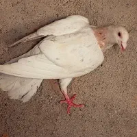 دو جوجه نر