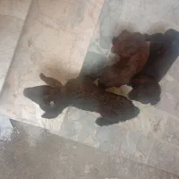 بره شیری