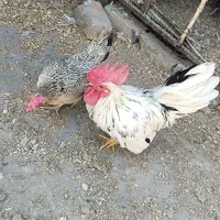 یک جفت مرغ و خروس جاپنیز زیبا و ریز جثه|پرنده|تهران, شهرک استقلال|دیوار