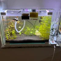 ۲ عدد اکواریوم پلنت