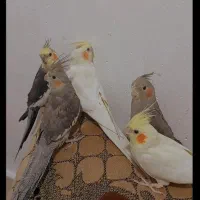 عروس هلندی نر و ماده|پرنده|کهریزک, |دیوار