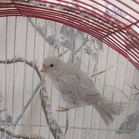 قناری ماده نقره ای|پرنده|مشهد, کوثر|دیوار