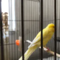 قناری رسمی بلند|پرنده|فردیس, فردیس|دیوار