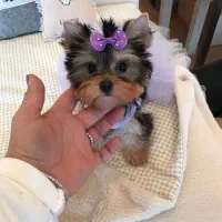 سگ اپارتمانی (یورکشایر)|سگ|محمدشهر, محمدشهر|دیوار