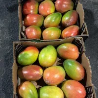 شاگرد برای میوه فروشی