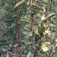 فروش نهال های اصلاح شده و پربار بصورت چک صیادی|گل و گیاه طبیعی|میاندوآب, |دیوار