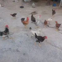 خروس محلی