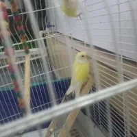 طوطی کوتوله رنگ خاص