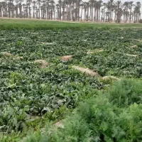 سبزی خورشتی تازه سرزمین