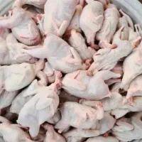 فروش بلدرچین