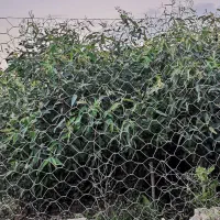 نهال اکالیپتوس|خدمات باغبانی و درختکاری|قرق, |دیوار