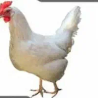 4عدد مرغ تخم گذار ماشینی