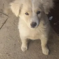 توله سگ