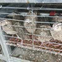 بلدرچین مناسب کشتار