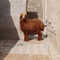بره