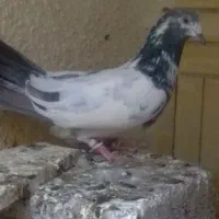 کبوترگمشده|حیوانات|چابهار, |دیوار