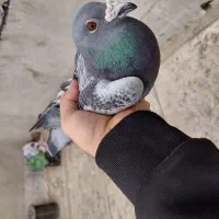 کفتر|پرنده|تهران, طرشت|دیوار