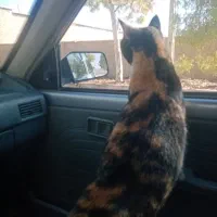 پذیرش نون خشک برا حیوان ها بی سرپناه