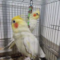 یک جفت عروس هلندی لوتینو|پرنده|سلطانیه, |دیوار