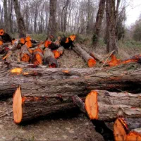 قطع درخت و خرید چوب با قیمت بالا