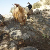 دو راَس بیگ هم تخمی هم دوبری|حیوانات مزرعه|اندیکا, |دیوار