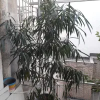 درختچه بنجامین آمستل|گل و گیاه طبیعی|مشهد, سجاد شهر|دیوار