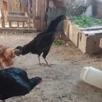 فروش مرغ وخروس لاری ترک|حیوانات مزرعه|نوشهر, |دیوار