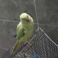 پرنده ملنگو رام