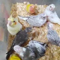 جوجه عروس هلندی و برزیلی