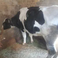 یک راس گاو هلندی با گوساله|حیوانات مزرعه|تیکمه داش, |دیوار