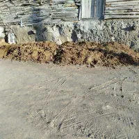 فروش پهن و کود گاوی